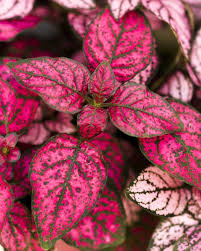 بذر خال صورتی